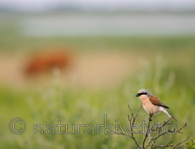 BB 07 0083 / Lanius collurio / Tornskate
